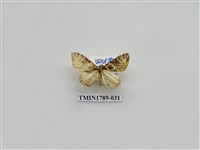 藏品(中國蛾類)的圖片